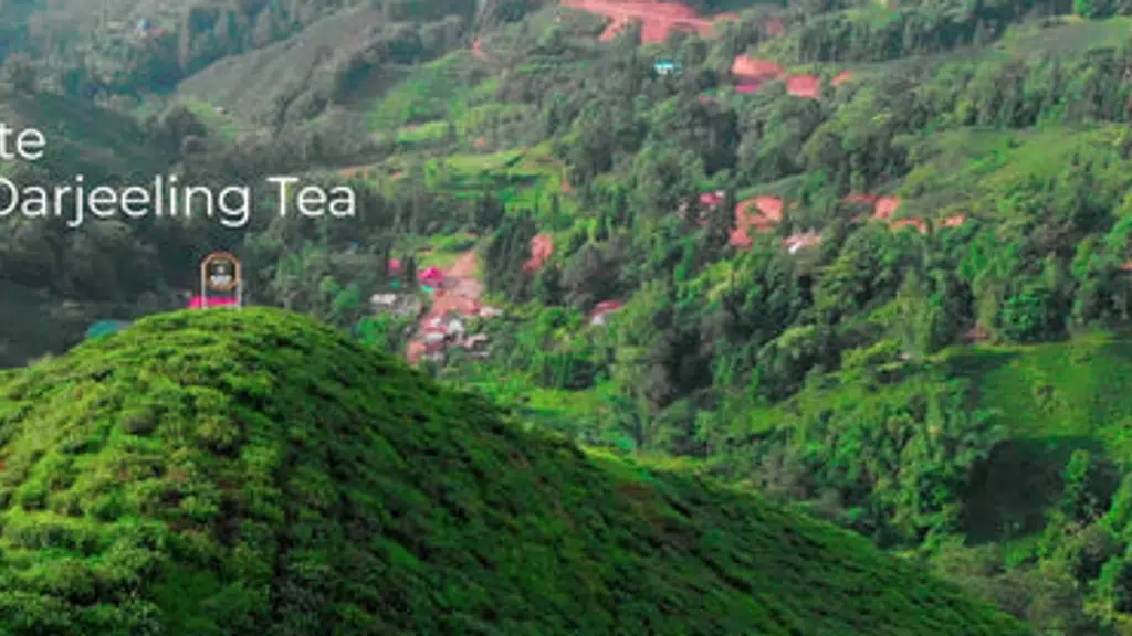 Okayti Tea Estate 1888
