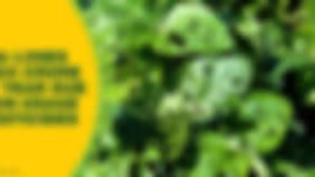 Insecticides Jaroori Hai