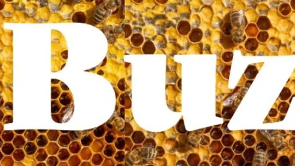 Buzz Hub