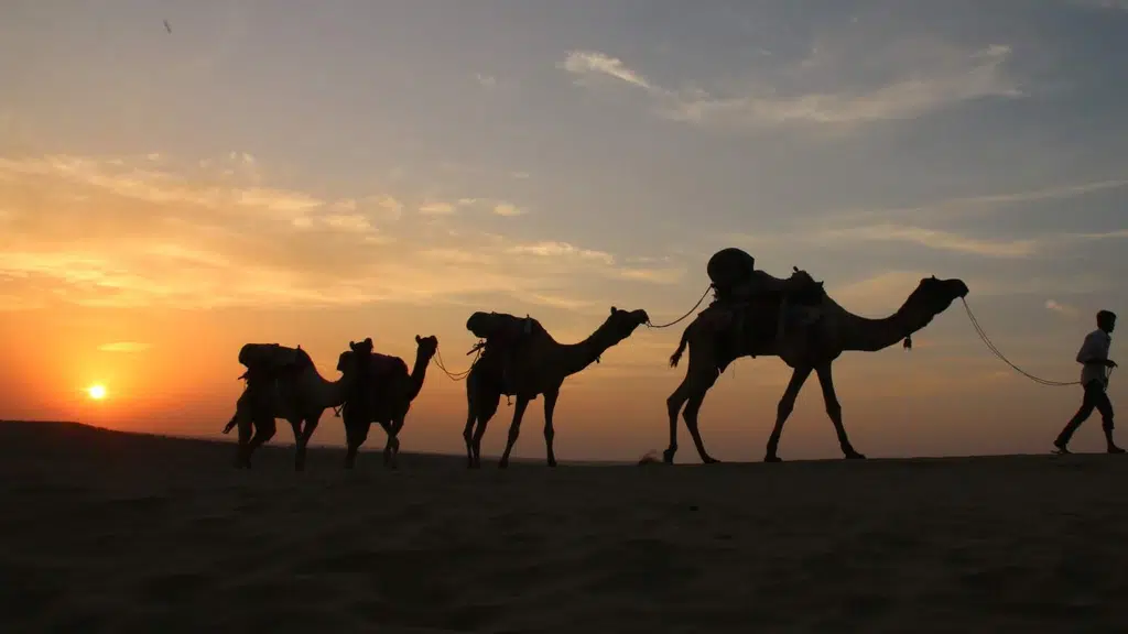 Adventure Travel Agency Camel Safari