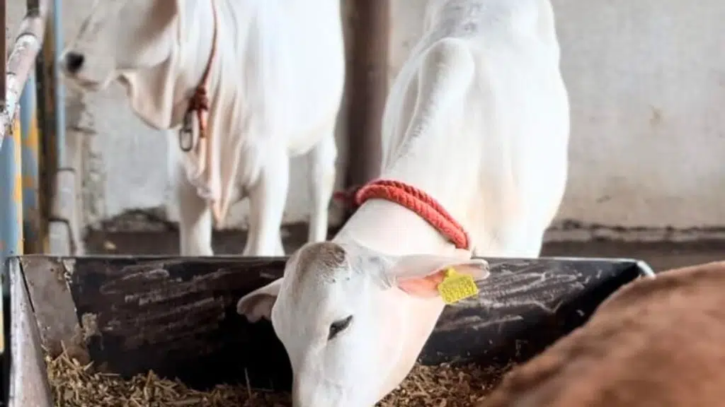 Anant Krushna Dairy and Pure A2 Milk Home Delivery