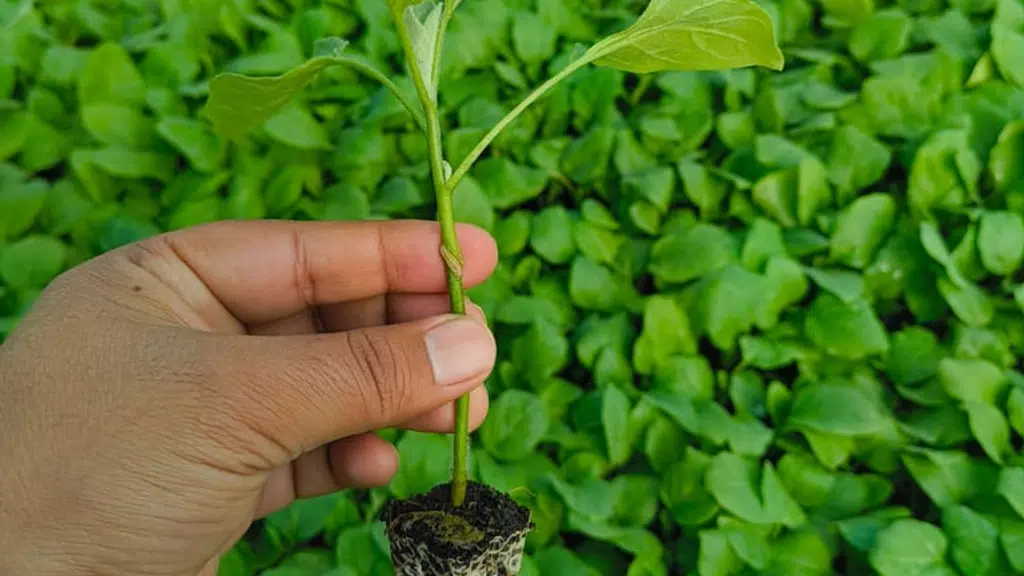 Aruj Nursery