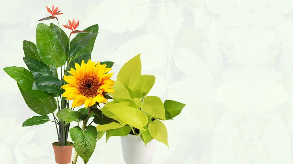 Plants Information