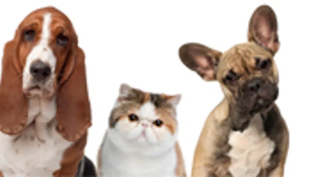 Animal Rescue and Care Kolkata