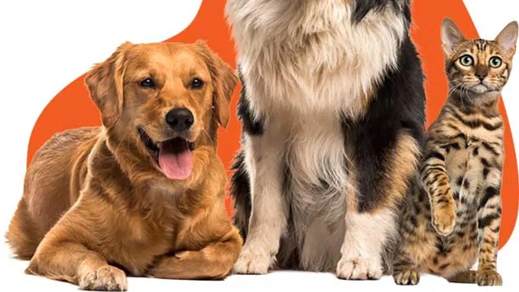 Cesar Pet Care