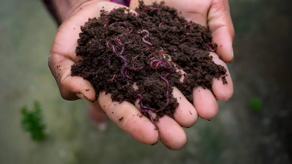 Impexify Global Private Limited - Vermicompost & Live Earthworms | Azolla Seed & Duckweed
