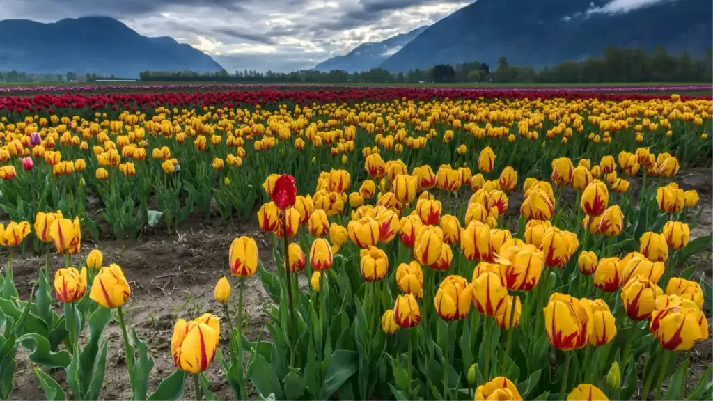 Kashmir Tour Packages By Ahlan India Tours- Tour Operator  Kashmir