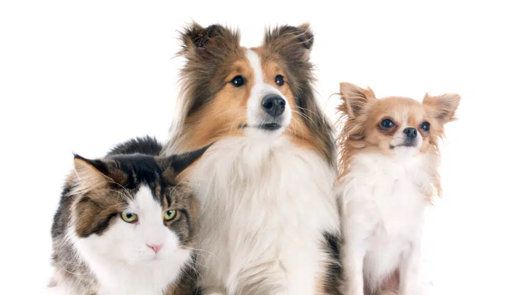 Fluffy Paws Pet Resort