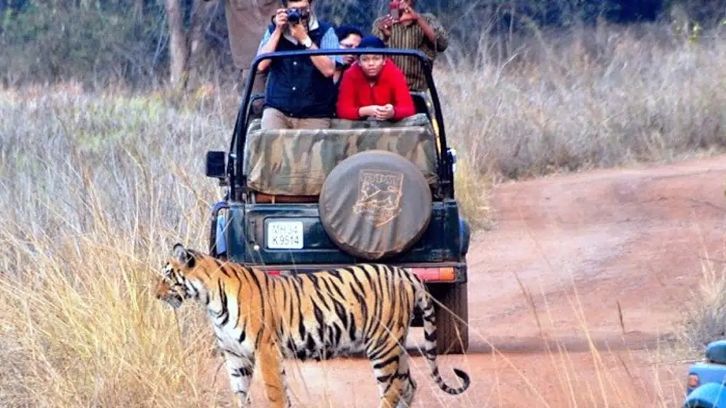 Tadoba National Park