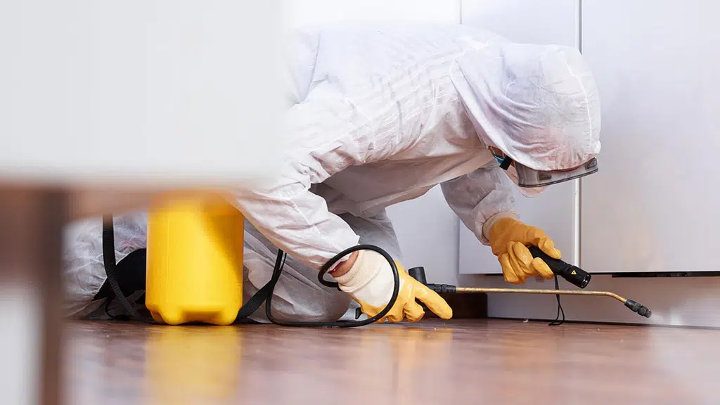 Pest Control In Delhi Ncr