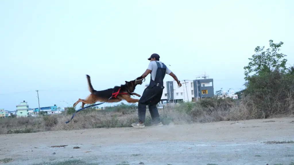 Sugu's Dog Artistry- SDA