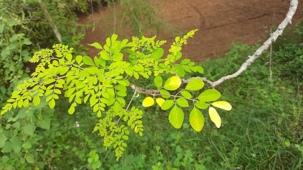 Batthulavari Mango Garden