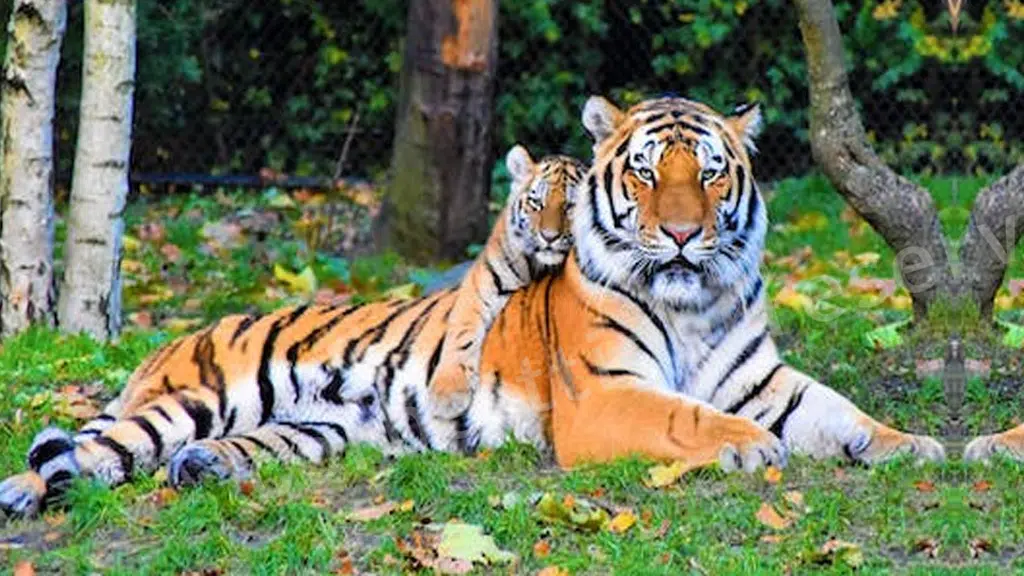 Corbett Tiger Reserve