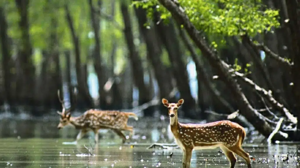 Sundarban Eco Tourism
