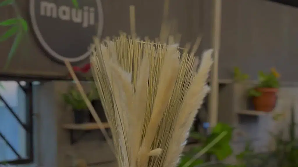 Mauji - The Time Cafe