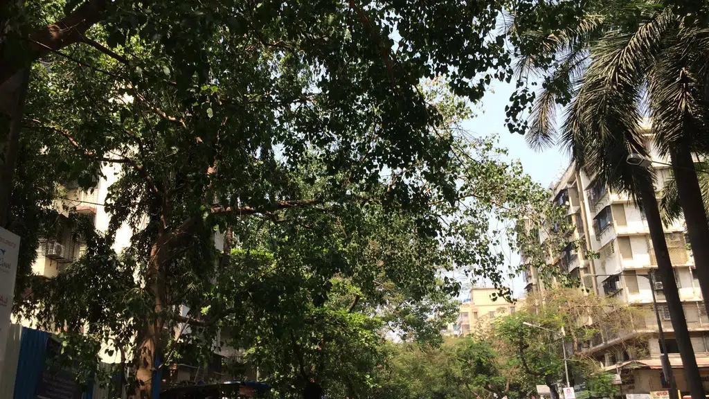 Vanita Vikas Kanisth Mahavidyalay