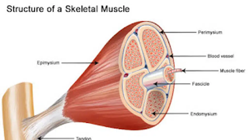 Mahavir Physiotherapy Clinic