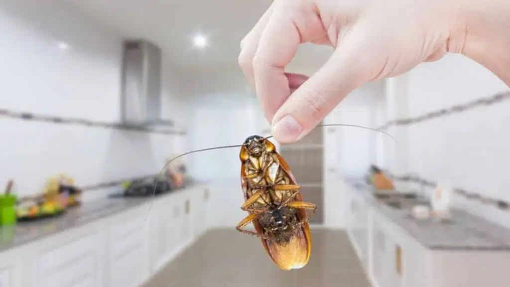 Goodbye Pest Control Private Limited | Pest control service in kolkata
