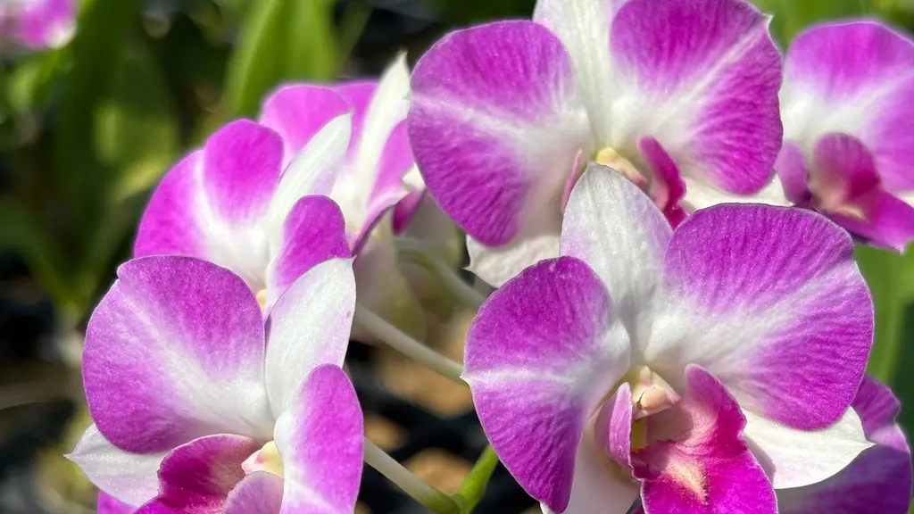 Pearl Orchids