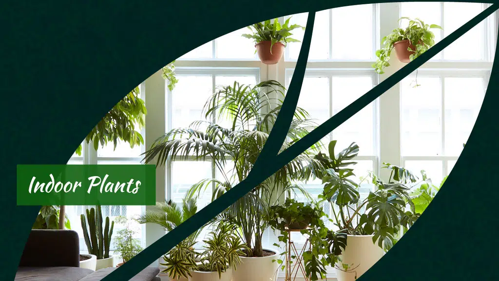 Yugen Agro Garden