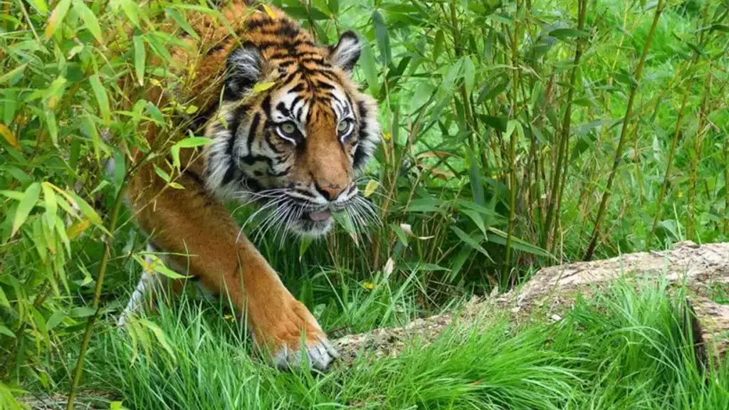 Sundarban With Mondal Tourism
