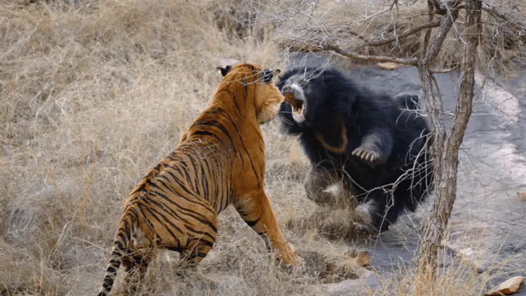 Ranthambore Park Safari