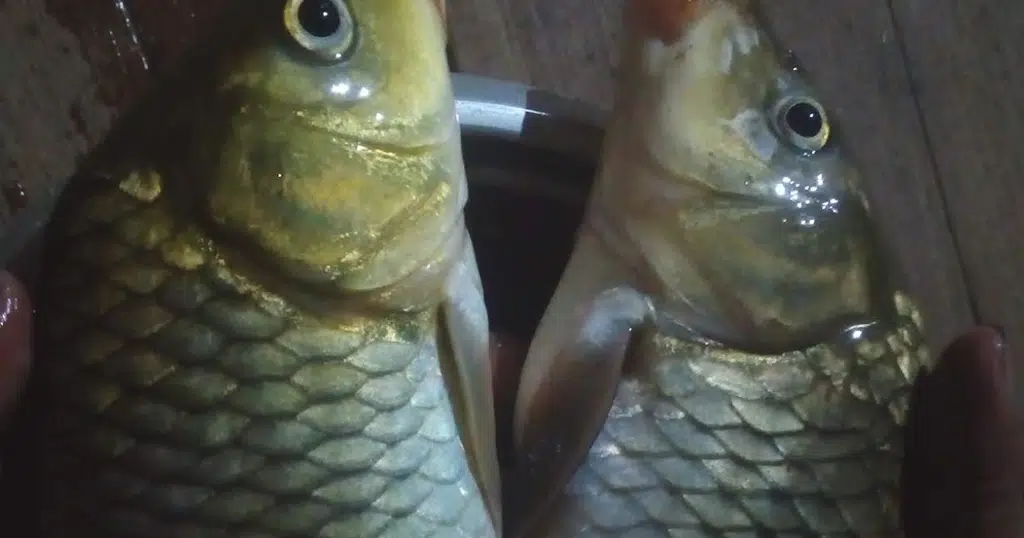 YOCA Fishing Pond,Jakhong