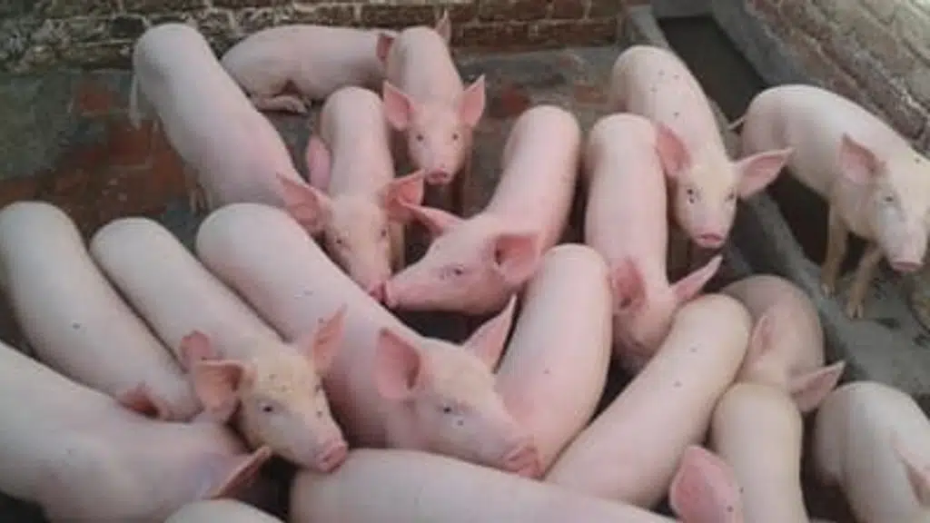 Green Piggery Farm