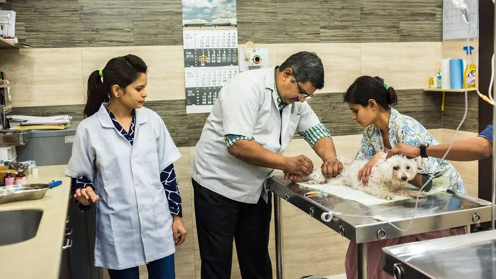 Doctor Choudhary Pet Clinic