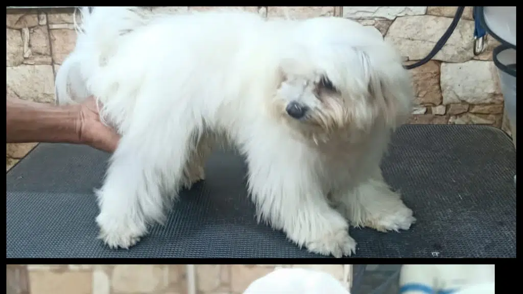 Pet Pamperer Pet Grooming Salon and School