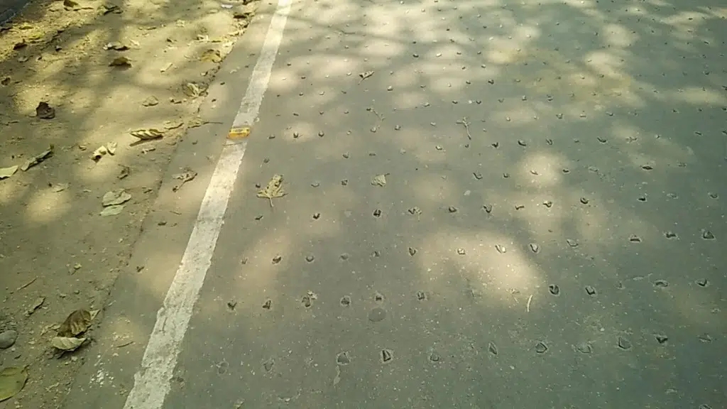 Hakimpara Balika Vidyalaya
