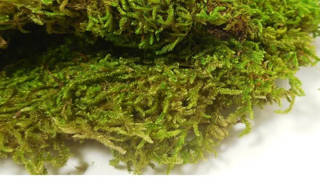 Air Plant Planet Aquariums and Terrariums