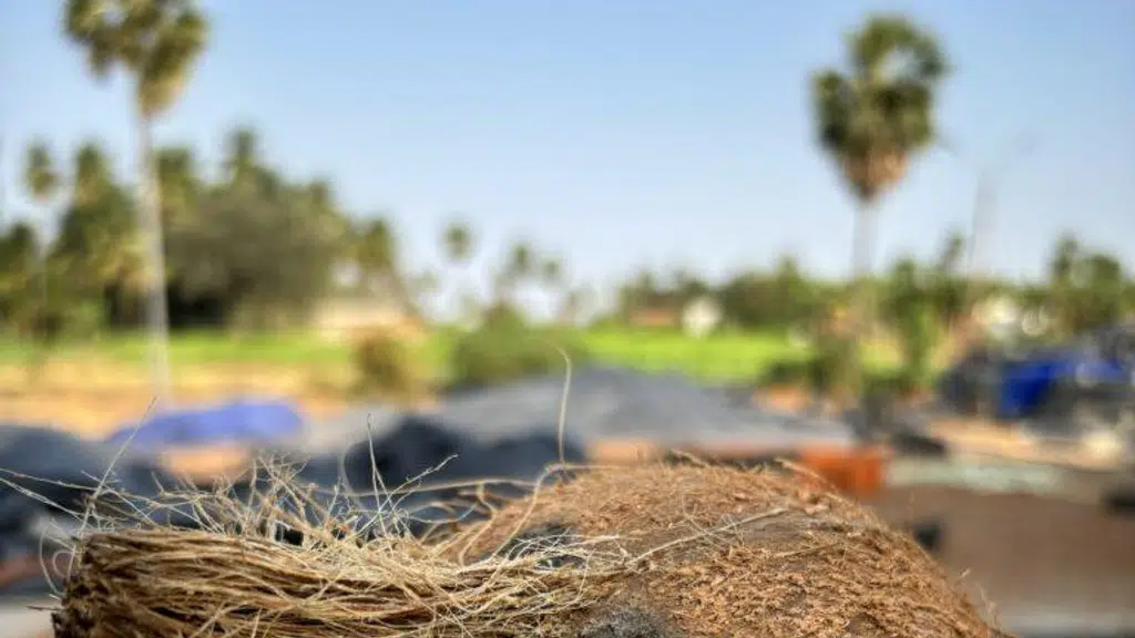 Coconut Seller India