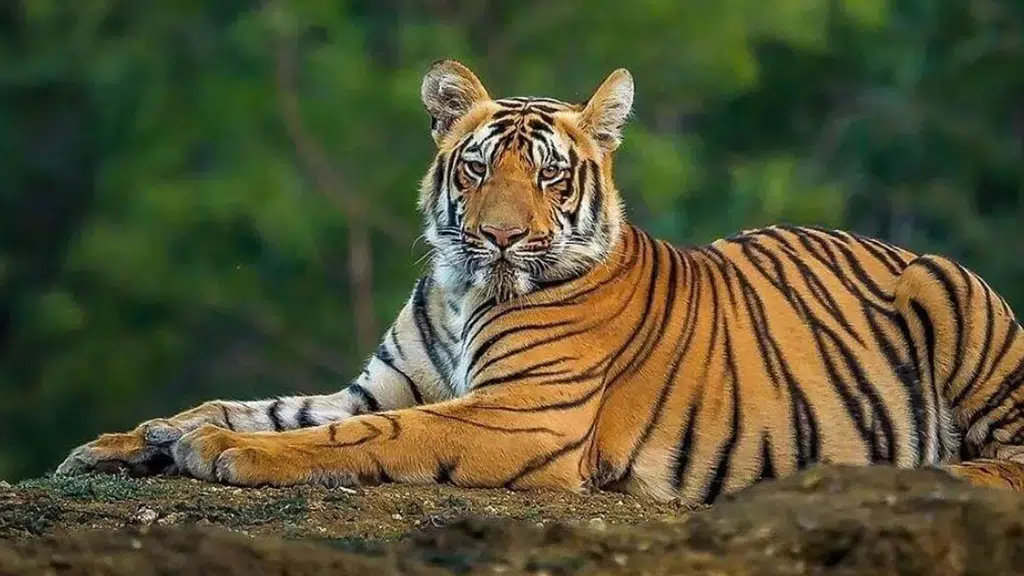 Sundarban - Manna Da