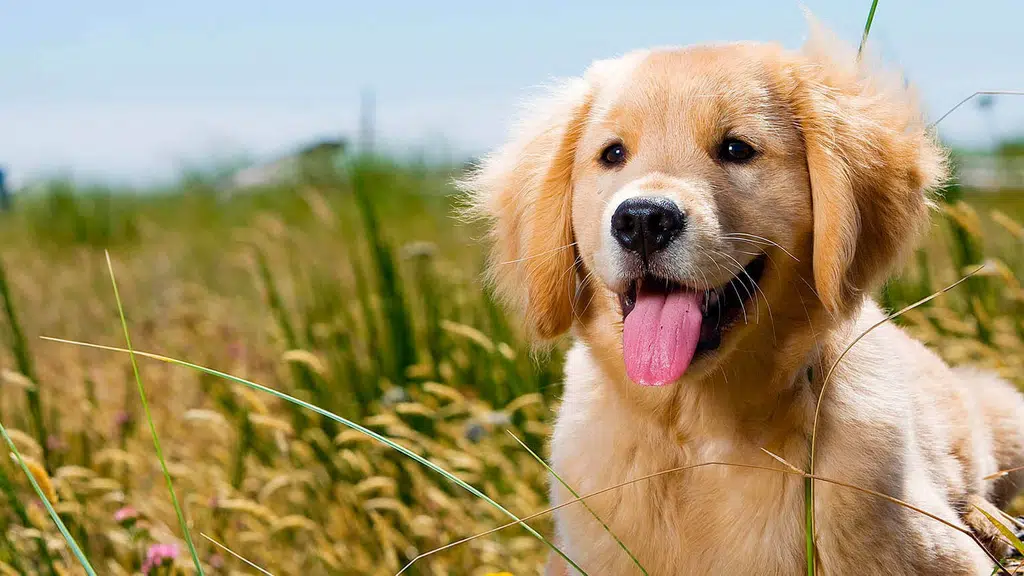 Pet care clinic