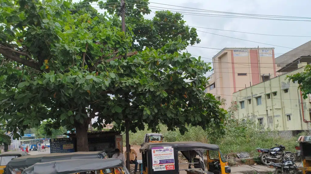 Sri Kanya junior college