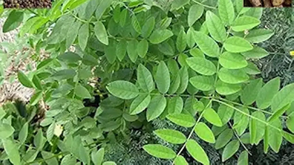 Jammu and Kashmir Medicinal Plants Introduction Centre
