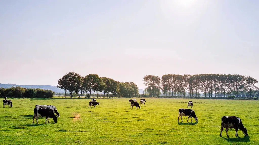 Amrutulya Farms