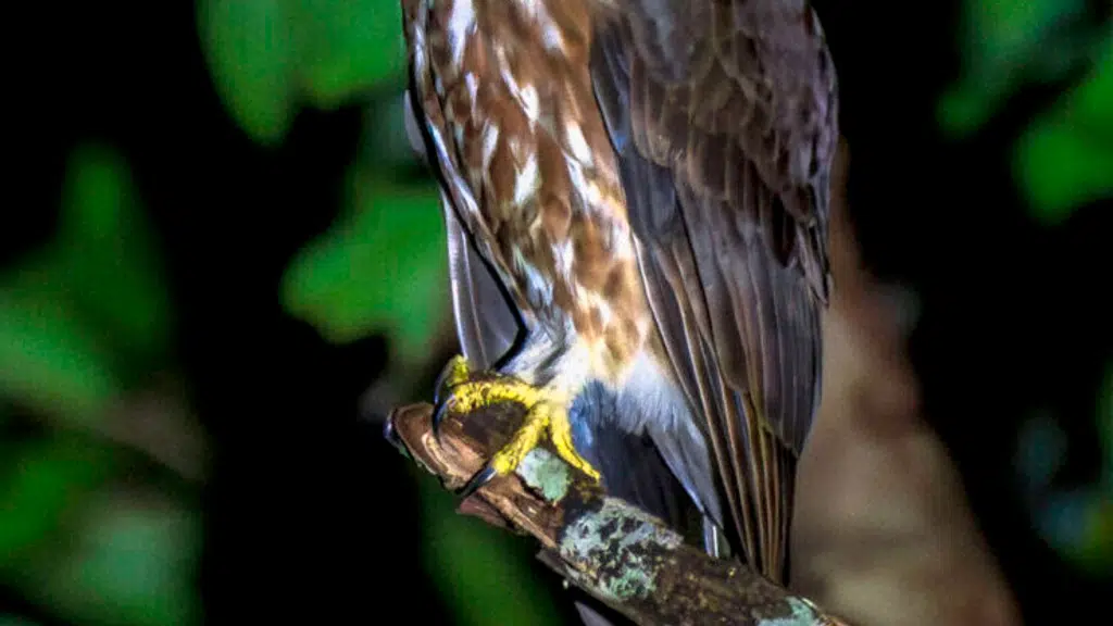 Birding9 Tours