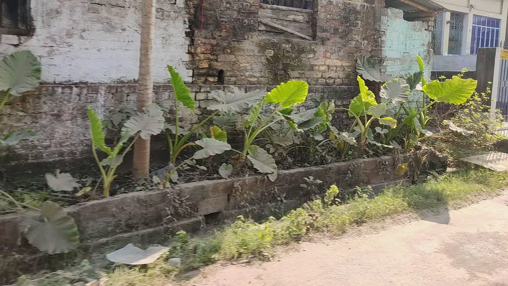 Bongaon Purbapara Adhibasi Welfare Society