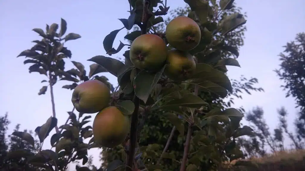 Sharma Apple Nursery