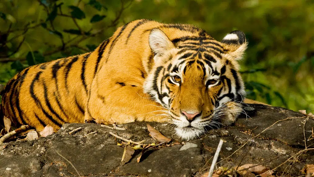 Kanha Jungle Camp