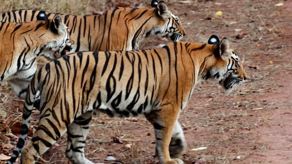 Jim Corbett National Park Uttarakhand India