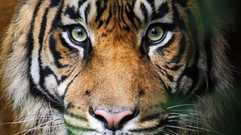 Ranthambore Jungle Safari Booking