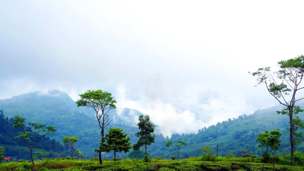 Darjeeling Travels
