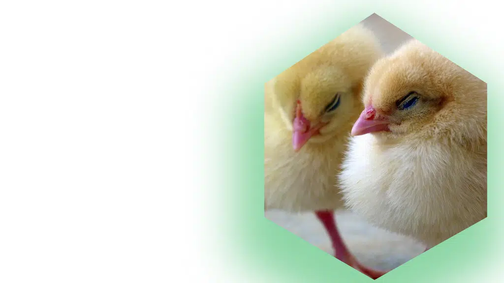 Saife Vetmed Pvt. Ltd.