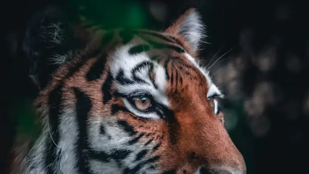 Ranthambore Jalsa
