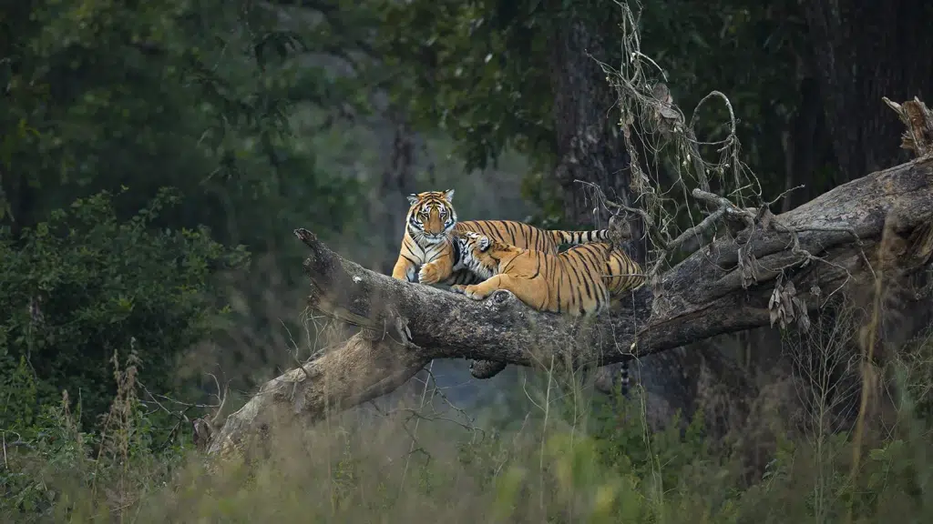 Sharad Vats Safaris