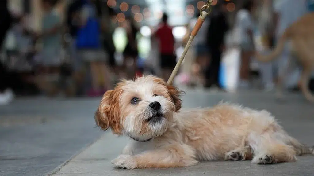 Pets and Vets Pet Hospital