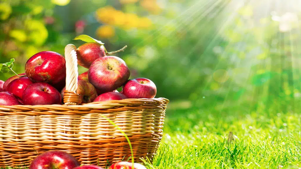 Apple Dove Pvt Ltd